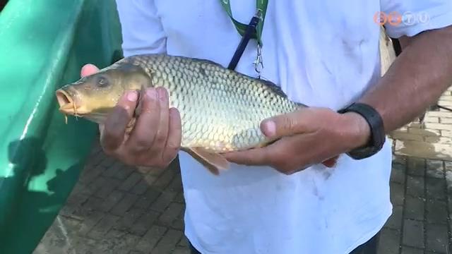 Nyári pontytelepítés Nyári pontytelepítés