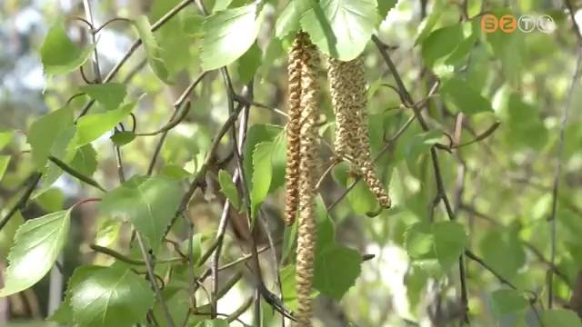Korábban kezdődött a pollenszezon Korábban kezdődött a pollenszezon
