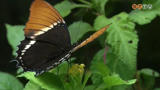 Lepkeház az ELTE SEK épületében Lepkeház az ELTE SEK épületében