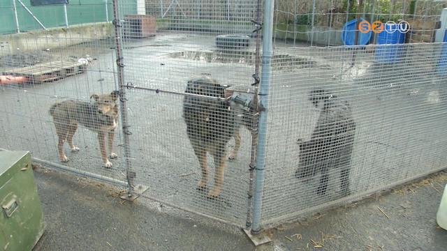 Szilveszteri szökések - Hanghatások elől menekülő, riadt kutyákat fogtak be az állatvédők Szilveszteri szökések - Hanghatások elől menekülő, riadt kutyákat fogtak be az állatvédők