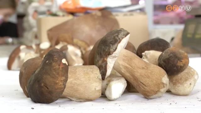 Gombadömping Gombadömping