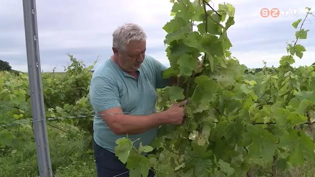 Zöldszüret a szőlőben Zöldszüret a szőlőben