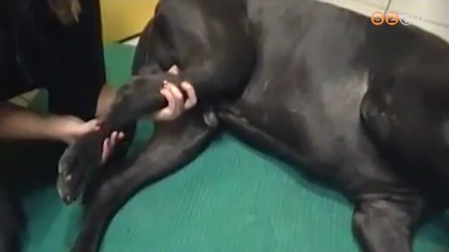 Az állatokat is megviselik a frontok Az állatokat is megviselik a frontok