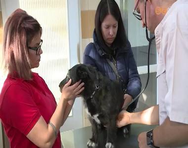 Javában tart az eboltási szezon Javában tart az eboltási szezon