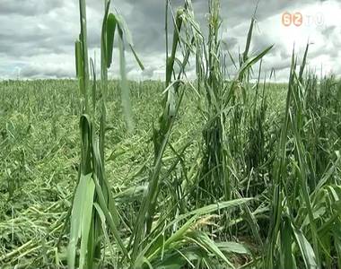 A jégverés hatalmas károkat okozott a mezőgazdasági kultúrákban A jégverés hatalmas károkat okozott a mezőgazdasági kultúrákban