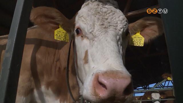 Drága takarmány - egy év alatt 7,4 %-kal drágult, az előállítás jelentősen többe kerül Drága takarmány - egy év alatt 7,4 %-kal drágult, az előállítás jelentősen többe kerül