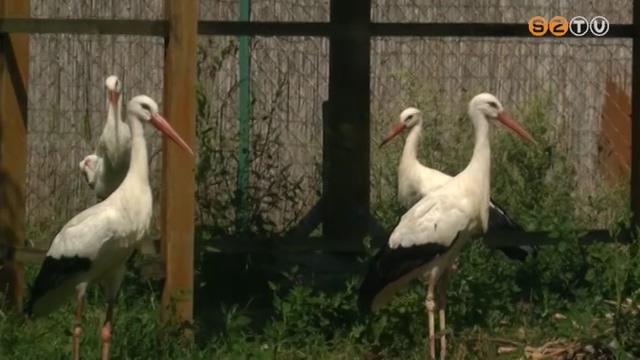 Megállni látszik a gólyák számának több éves csökkenése Megállni látszik a gólyák számának több éves csökkenése