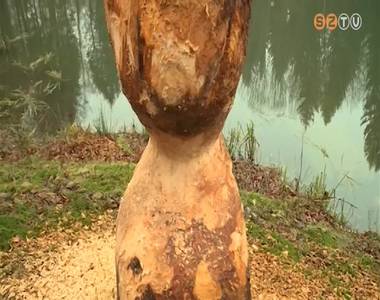 Hatalmas károkat okoz a hód a Jeli Arborétumban Hatalmas károkat okoz a hód a Jeli Arborétumban