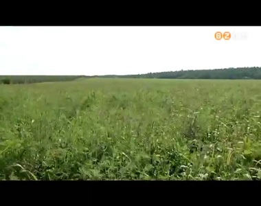 S�lyos b�ntet�s a parlagf� �rt�s elmulaszt�s��rt