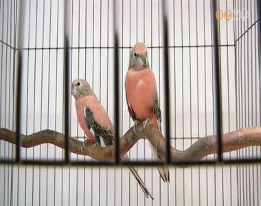 D�szmad�rki�ll�t�s ny�lt a k�moni arbor�tum l�togat�k�zpontj�ban