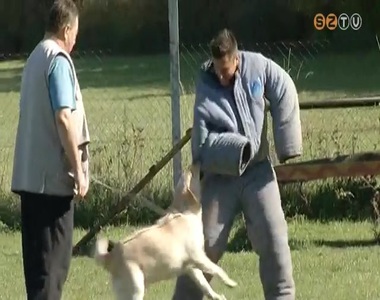 A felelős állattartásra hívják fel a figyelmet a Haladás futballistái A felelős állattartásra hívják fel a figyelmet a Haladás futballistái