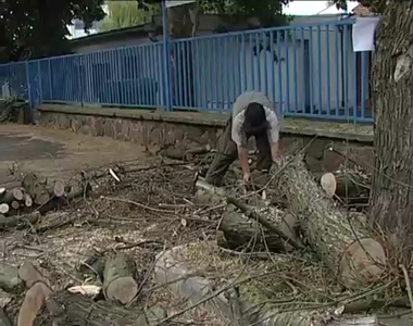 Kivágták a balesetveszélyes fákat Kivágták a balesetveszélyes fákat