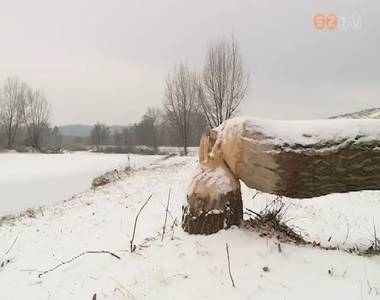 Egyre több gondot okoznak a hódok a vízfolyások környékén Egyre több gondot okoznak a hódok a vízfolyások környékén