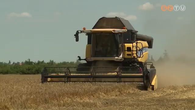 Jó az árpa terméshozama Jó az árpa terméshozama