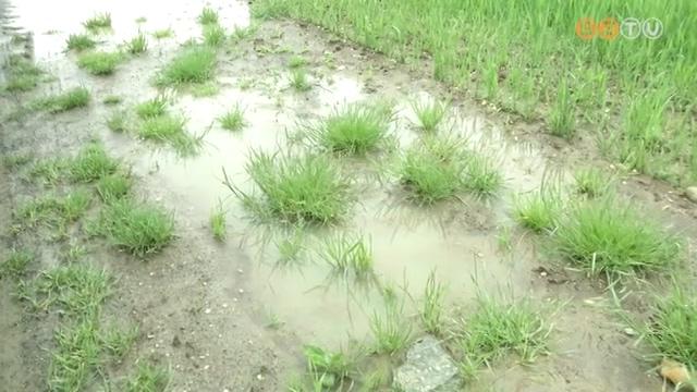 Esőzés - a tavaszi vetéseknek jól jött a sok csapadék Esőzés - a tavaszi vetéseknek jól jött a sok csapadék