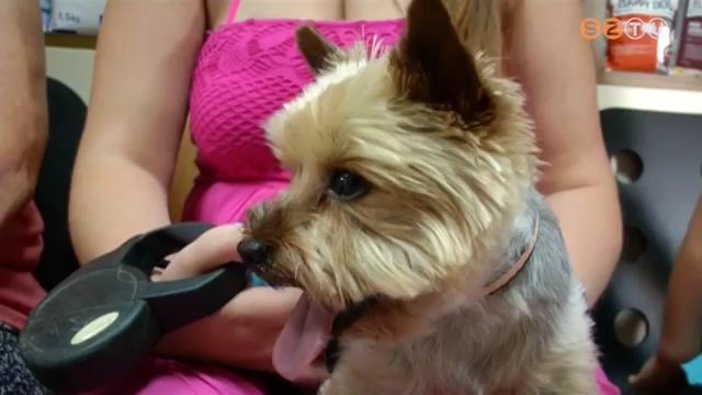 Csillapíthatatlan viszketés a kutyáknál Csillapíthatatlan viszketés a kutyáknál