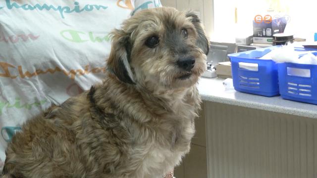 Színváltó kutyus Színváltó kutyus