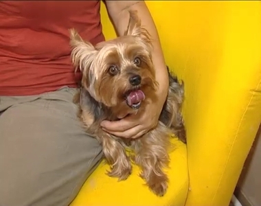 Kutyameleg Kutyameleg