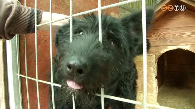 Az angyalok köztünk járnak Az angyalok köztünk járnak