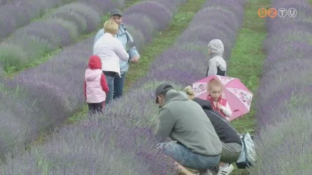 Negyedik alkalommal tartották meg Bucsuban a Levendula napokat Negyedik alkalommal tartották meg Bucsuban a Levendula napokat