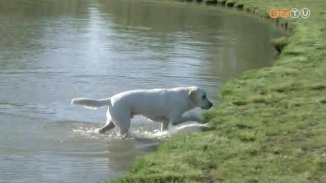 Hétfőtől újra látogatható a régió egyetlen kutyastrandja Hétfőtől újra látogatható a régió egyetlen kutyastrandja