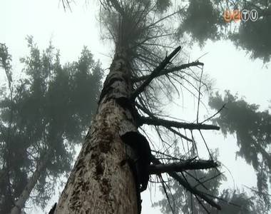 Komoly gondokat okoz az éghajlatváltozás a Kőszegi-hegységben Komoly gondokat okoz az éghajlatváltozás a Kőszegi-hegységben