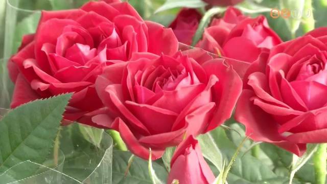 1917 óta március 8-a, a nemzetközi nőnap 1917 óta március 8-a, a nemzetközi nőnap