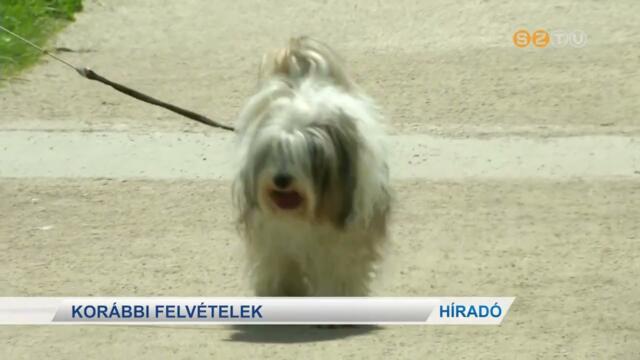 jra szmtani kell a kullancsok rajzsra