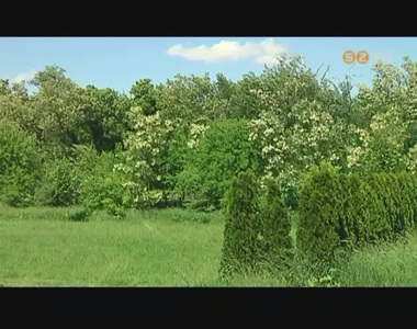 Egyre t�bb az allergi�s t�neteket okoz� pollen a leveg�ben