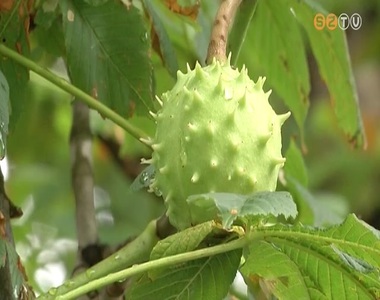 Szombathely k�zterein k�zel 200 vadgesztenyef�t tart sz�mon a parkfenntart�