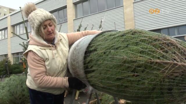 Sokan ragaszkodnak ahhoz, hogy igazi fenyőfát öltöztessenek ünnepi díszbe karácsonykor Sokan ragaszkodnak ahhoz, hogy igazi fenyőfát öltöztessenek ünnepi díszbe karácsonykor