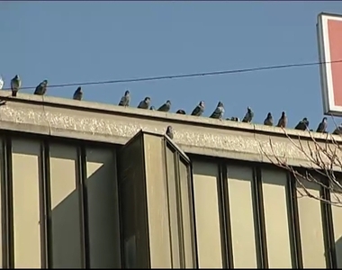 Galambürülék mindenütt Galambürülék mindenütt