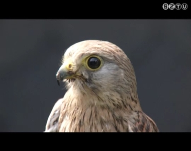 Az elm�lt hetekben kilenc �ram�t�tt mad�r �rkezett az �rs�gi Nemzeti Park mad�rv�delmi telep�re