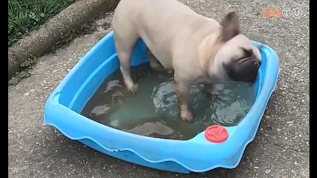 Hetente több alkalommal érkezik hőgutás kutya az állatkórházba Hetente több alkalommal érkezik hőgutás kutya az állatkórházba