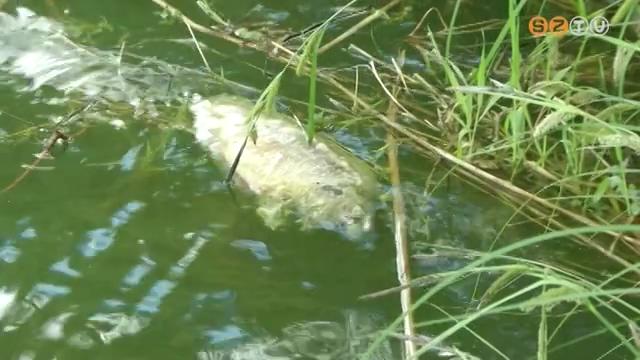 Pusztulnak a halak a szombathelyi Csónakázótóban és a horgásztóban Pusztulnak a halak a szombathelyi Csónakázótóban és a horgásztóban