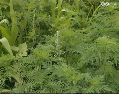 Júliusban már büntethet a hatóság, ha parlagfüvet talál egy földterületen Júliusban már büntethet a hatóság, ha parlagfüvet talál egy földterületen