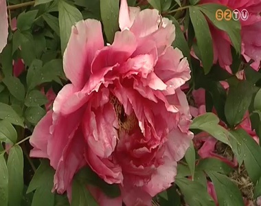 Teljes pomp�jukban l�that�ak a k�moni arbor�tum rododendronjai