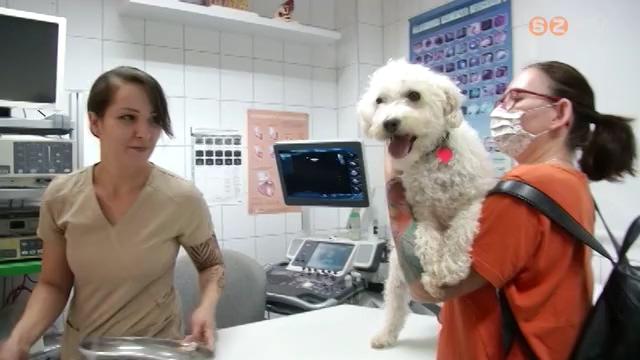 Kullancsszezon Kullancsszezon