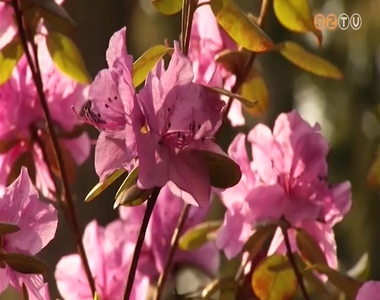 �prilis els� h�tv�g�j�n nyit a Jeli Arbor�tum