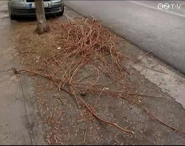 Takar�tj�k az �v eleje �ta v�gzett fanyes�si munk�k maradv�nyait