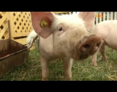 Malacfesztiv�l m�sodszor