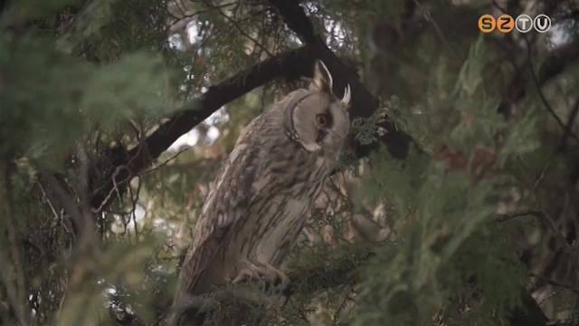 Az �v �l�l�nyei