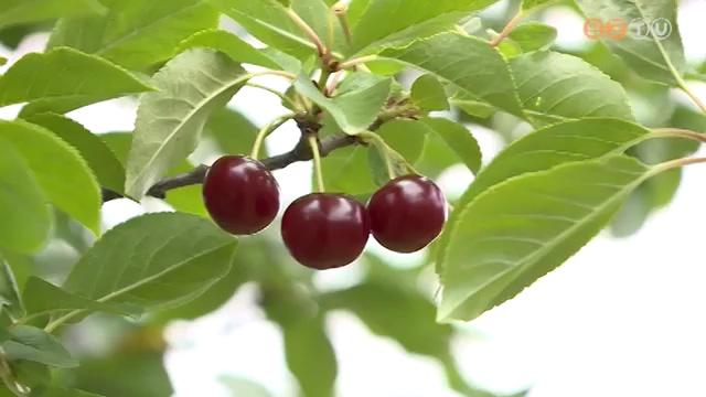 Csökkent a meggy felvásárlási ára Csökkent a meggy felvásárlási ára