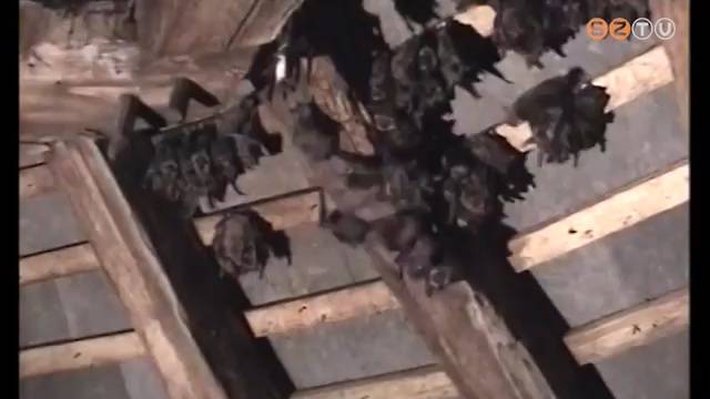 Denevérvédelem Denevérvédelem