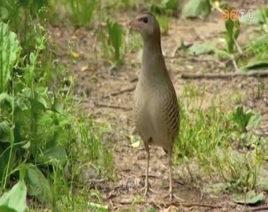 A haris lett a �v madara