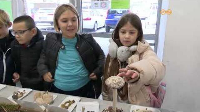 Az esős őszi időjárás kedvez valamennyi gyógynövénynek és gombának, javában tart a szezon Az esős őszi időjárás kedvez valamennyi gyógynövénynek és gombának, javában tart a szezon