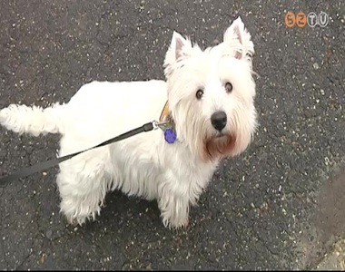 Eb�ssze�r�s kezd�dik Szombathelyen