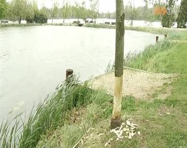 H�d gar�zd�lkodik a Cs�nak�z�-t�n�l