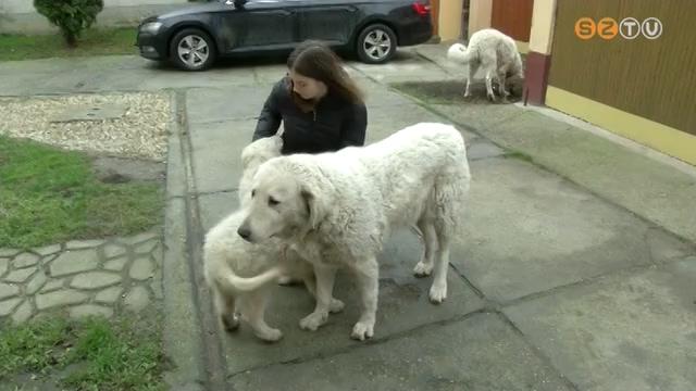 Csökkennek a tenyésztés költségei a kilenc, hungarikummá nyilvánított kutyafajta esetében Csökkennek a tenyésztés költségei a kilenc, hungarikummá nyilvánított kutyafajta esetében