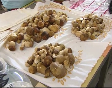 A sok esőnek köszönhetően bőven lehet gombát találni az erdőkben A sok esőnek köszönhetően bőven lehet gombát találni az erdőkben